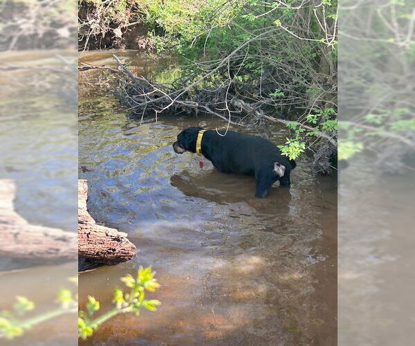 Medium Photo #9 Rottweiler-Unknown Mix Puppy For Sale in White Hall, AR, USA