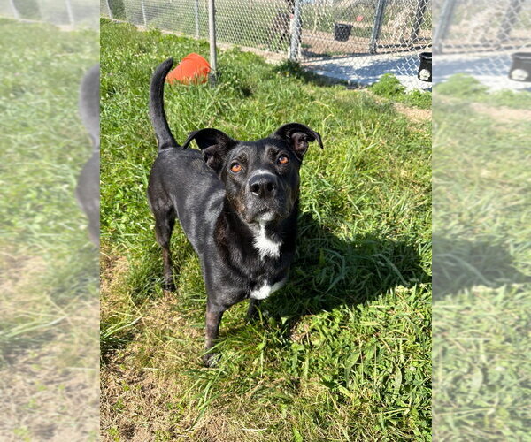 Medium Photo #2 Mutt Puppy For Sale in Pierceton , IN, USA