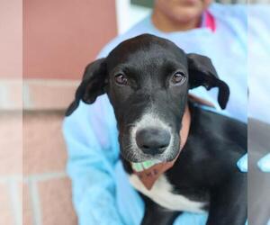 Plott Hound-Unknown Mix Dogs for adoption in San Antonio, TX, USA