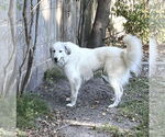 Small #5 Great Pyrenees