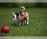 Small Photo #33 Collie Puppy For Sale in PARIS, MI, USA