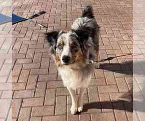 Border-Aussie Dogs for adoption in FLORAL PARK, NY, USA