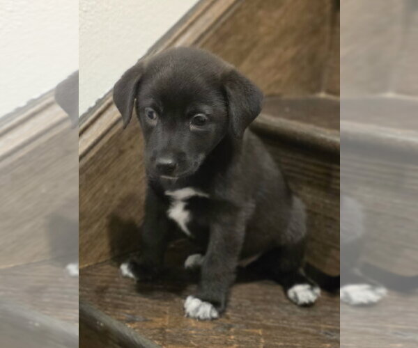 Medium Photo #3 Labrador Retriever Puppy For Sale in The Woodlands, TX, USA