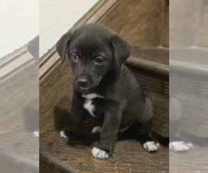 Smokey - Female Labrador Retriever Dog for Adoption - Photo #3