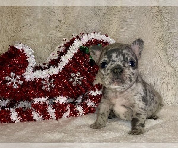 Medium Photo #4 French Bulldog Puppy For Sale in DECATUR, IL, USA