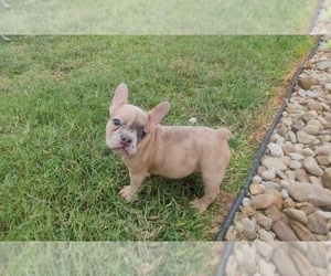 French Bulldog Puppy for sale in HOUSTON, TX, USA