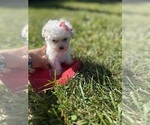 Small #5 Poodle (Toy)
