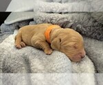 Puppy Orange Golden Retriever