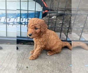 Goldendoodle Puppy for sale in MITCHELL, SD, USA