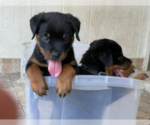 Small Photo #2 Rottweiler Puppy For Sale in HOUSTON, TX, USA