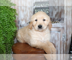 Golden Retriever Puppy for sale in SHILOH, OH, USA