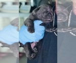 Small #5 Cane Corso