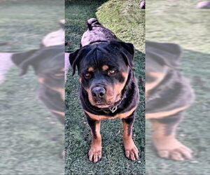 Gazan - Male Rottweiler Dog for Adoption - Photo #4