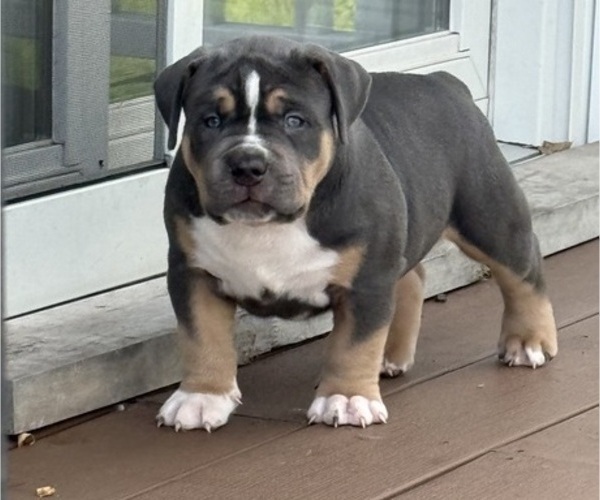 Medium Photo #2 American Bully Puppy For Sale in LANSDOWNE, PA, USA
