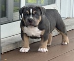 Puppy Big Blue American Bully