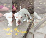 Small #1 American Staffordshire Terrier-Treeing Walker Coonhound Mix