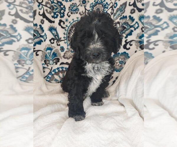 Medium Photo #1 Aussiedoodle Puppy For Sale in LEWISBURG, KY, USA