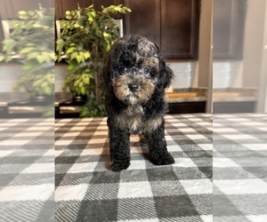 Bernedoodle (Miniature) Puppy for sale in INDIANAPOLIS, IN, USA