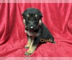 Puppy 4 German Shepherd Dog