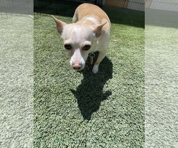 Medium Photo #3 Chihuahua-Unknown Mix Puppy For Sale in Tempe , AZ, USA