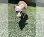 Small #2 Chihuahua Mix