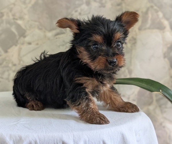 Medium Photo #9 Yorkshire Terrier Puppy For Sale in GOSHEN, IN, USA