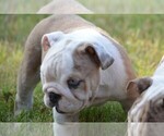 Small Photo #6 English Bulldog Puppy For Sale in STEPHENVILLE, TX, USA