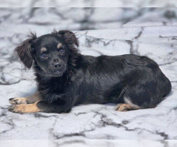 Medium Photo #3 Chiweenie Puppy For Sale in Chino Hills, CA, USA