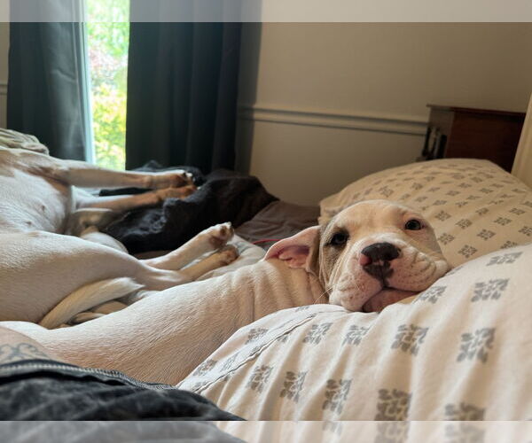 Medium Photo #4 Mutt Puppy For Sale in Garner, NC, USA