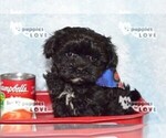 Small Photo #17 Maltipoo Puppy For Sale in SANGER, TX, USA