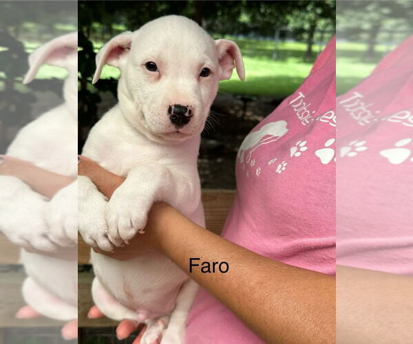 Medium Photo #1 American Pit Bull Terrier-Unknown Mix Puppy For Sale in Oak Bluffs, MA, USA
