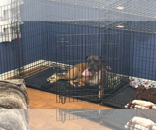 Medium Photo #3 Boxer Puppy For Sale in  Katy, TX, USA