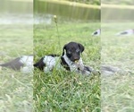 Small Photo #1 German Shorthaired Pointer Puppy For Sale in CANDOR, NC, USA