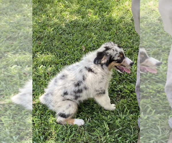 Medium Photo #3 Australian Shepherd Puppy For Sale in UNION SPRINGS, AL, USA