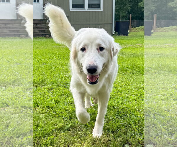 Medium Photo #1 Great Pyrenees-Unknown Mix Puppy For Sale in Houston, TX, USA