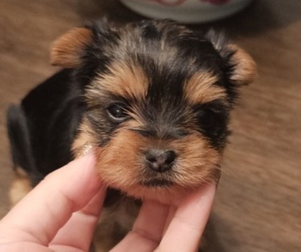 Medium Photo #1 Yorkshire Terrier Puppy For Sale in SALEM, OR, USA