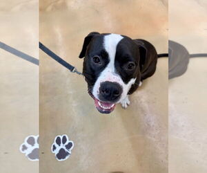 Mutt Dogs for adoption in Alexandria, VA, USA