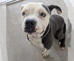 Small #1 American Pit Bull Terrier Mix