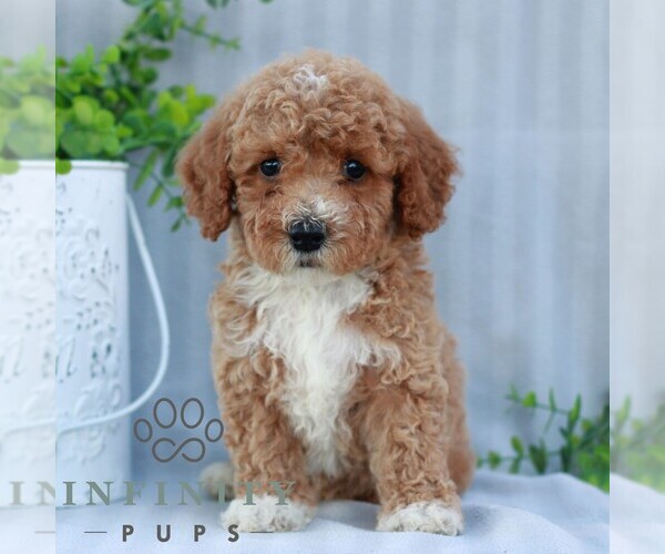 Medium Photo #4 Goldendoodle (Miniature) Puppy For Sale in EPHRATA, PA, USA