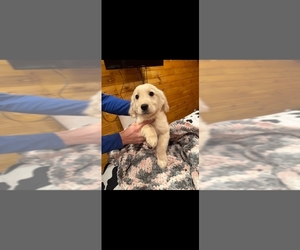 Golden Retriever Litter for sale in GOWANDA, NY, USA