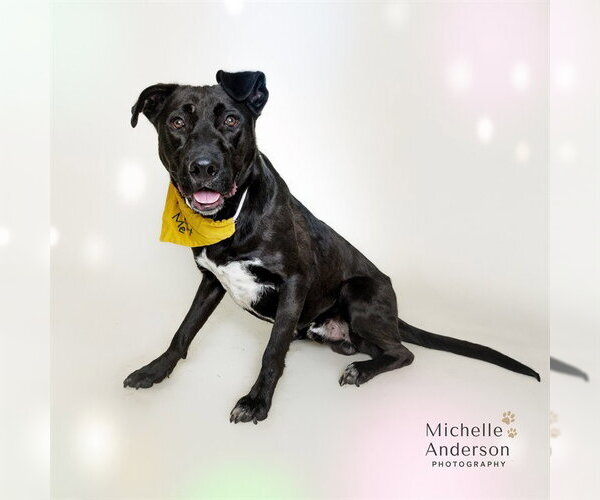Medium Photo #2 Labrador Retriever-Unknown Mix Puppy For Sale in Corona, CA, USA
