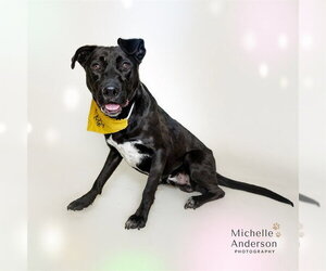 TOBIAS - Male Labrador Retriever-Unknown Mix Dog for Adoption - Photo #2