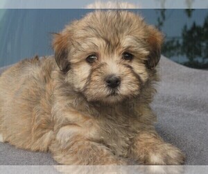Havanese Puppy for sale in WILSON, NY, USA
