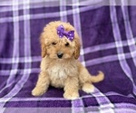 Small #3 Cavapoo (Miniature)