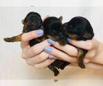Small Photo #2 Yorkshire Terrier Puppy For Sale in MANKATO, MN, USA