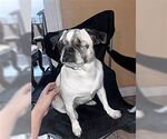 Small #2 Puggle
