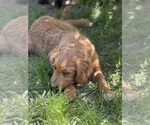 Small #2 Goldendoodle