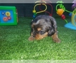 Small Photo #29 Australian Shepherd-Cavalier King Charles Spaniel Mix Puppy For Sale in HOWLAND, OH, USA