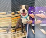 Small #1 American Pit Bull Terrier Mix
