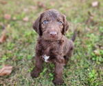 Small #3 German Shorthaired Pointer-Goldendoodle Mix